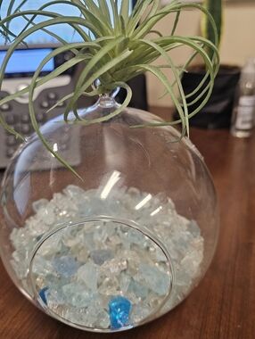 Glass Hanging Terrarium with Artifical Green Air Plant Accent